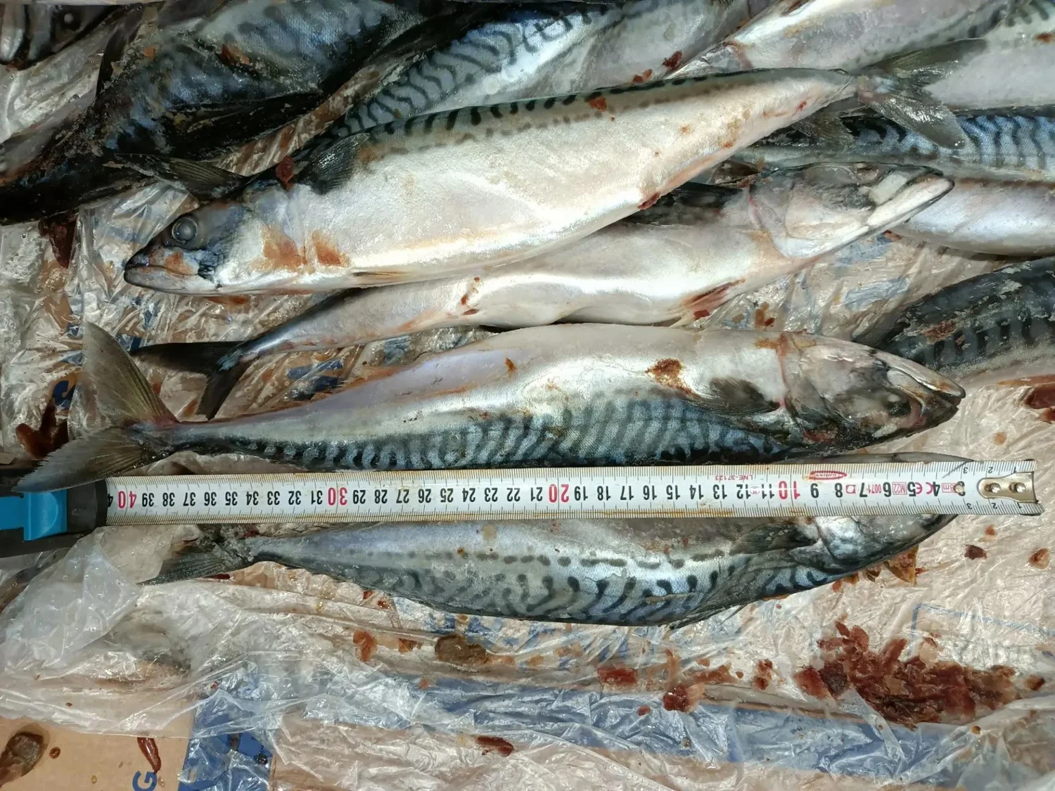 Скумбрия мурманская 400-600, Россия
